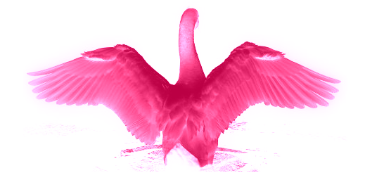 pink swan wings